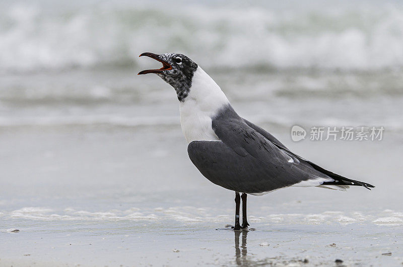 笑鸥(Leucophaeus atricilla)是北美和南美的一种中型海鸥。因其笑声般的叫声而得名。德索托堡县公园，佛州Tierra Verde